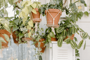 tipos de vasos para plantas